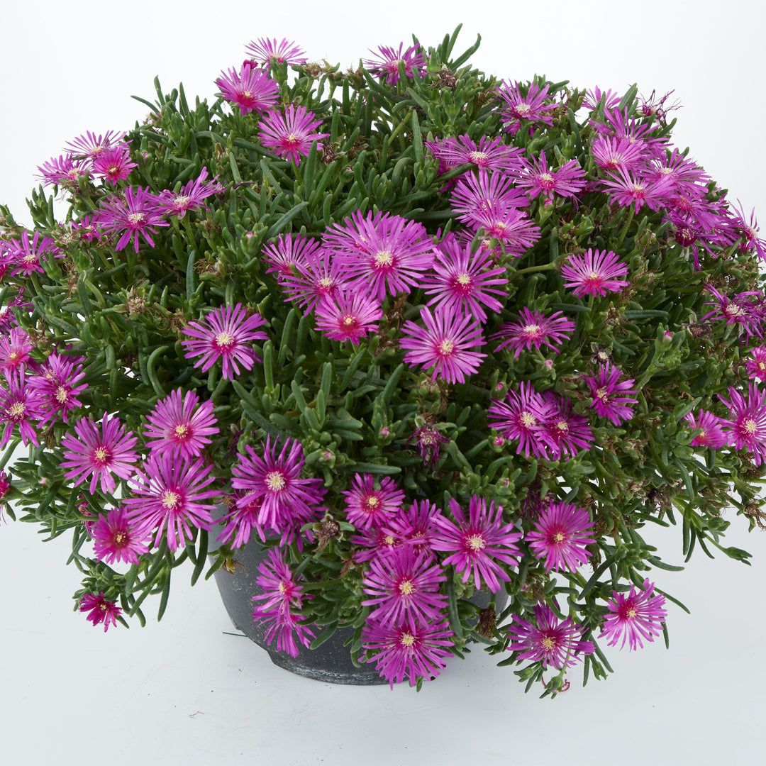 Delosperma cooperi 'Early Bird Purple' ~ Early Bird™ Purple Ice Plant-ServeScape