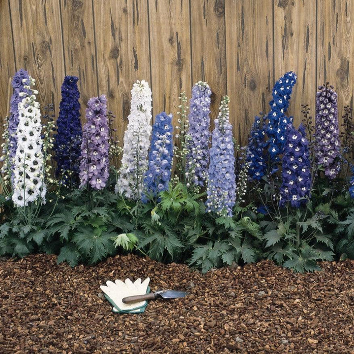 Delphinium 'M.F. Mix' ~ Magic Fountain Mix Delphinium-ServeScape