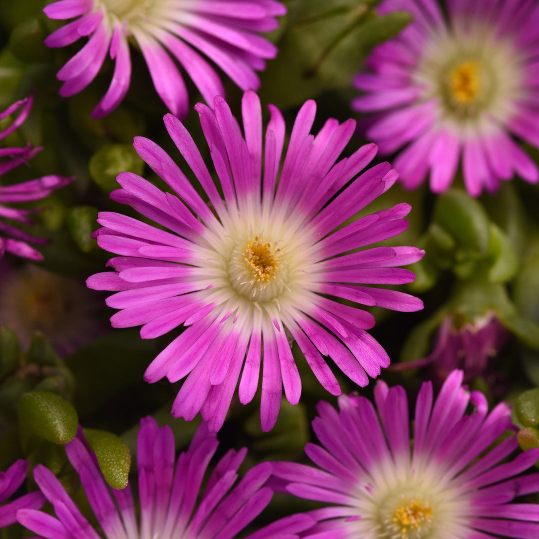 Delosperma hybrida 'T2173' ~ Ocean Sunset™ Violet Flare Ice Plant-ServeScape