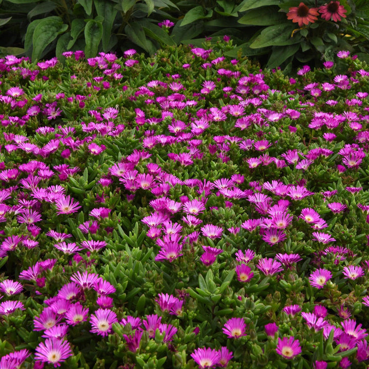 Delosperma hybrida 'T2173' ~ Ocean Sunset™ Violet Flare Ice Plant-ServeScape