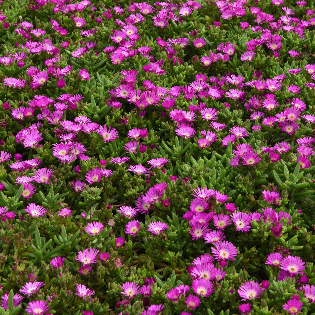 Delosperma hybrida 'T2173' ~ Ocean Sunset™ Violet Flare Ice Plant-ServeScape