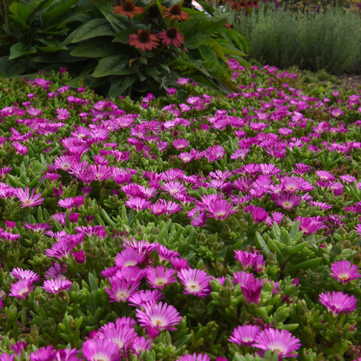 Delosperma hybrida 'T2173' ~ Ocean Sunset™ Violet Flare Ice Plant-ServeScape