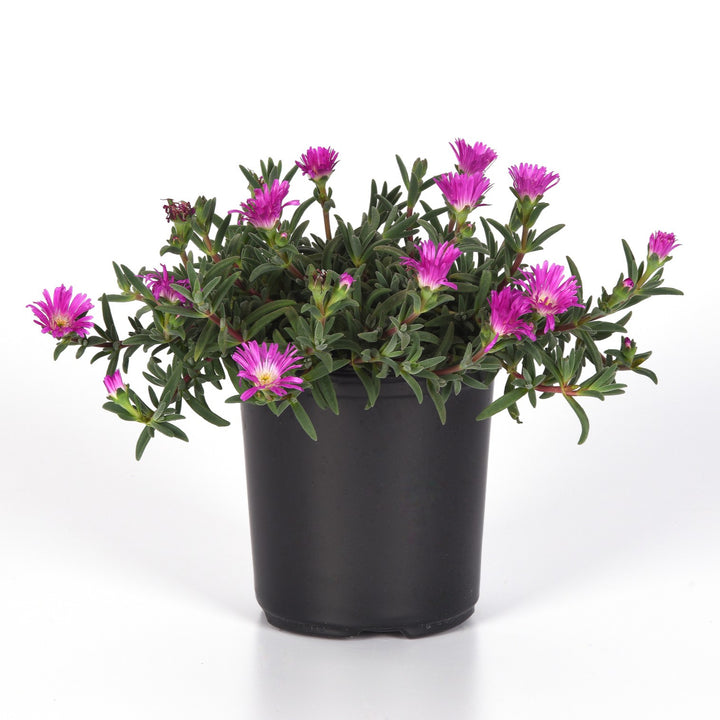 Delosperma hybrida 'T2173' ~ Ocean Sunset™ Violet Flare Ice Plant-ServeScape