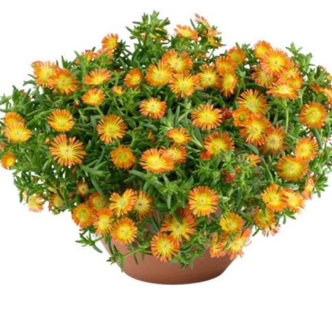 Delosperma cooperi 'SandGem Ember' ~ SandGem™ Ember Ice Plant-ServeScape