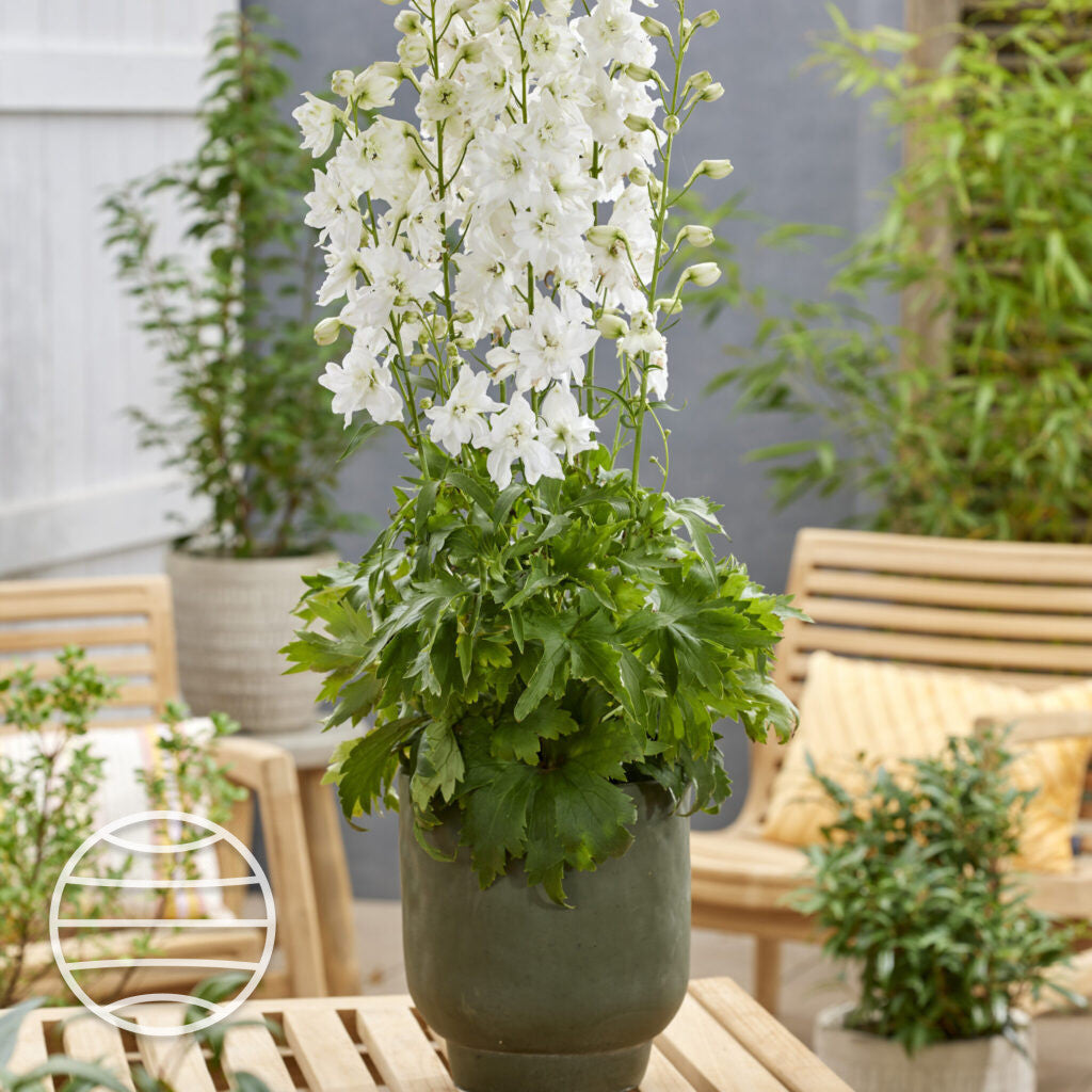 Delphinium grandiflorum 'Pixie Rocket Mix' ~ Pixie Rocket Mix Delphinium