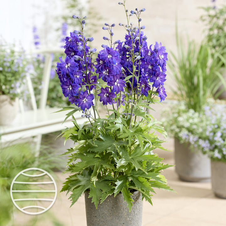 Delphinium grandiflorum 'Pixie Rocket Mix' ~ Pixie Rocket Mix Delphinium