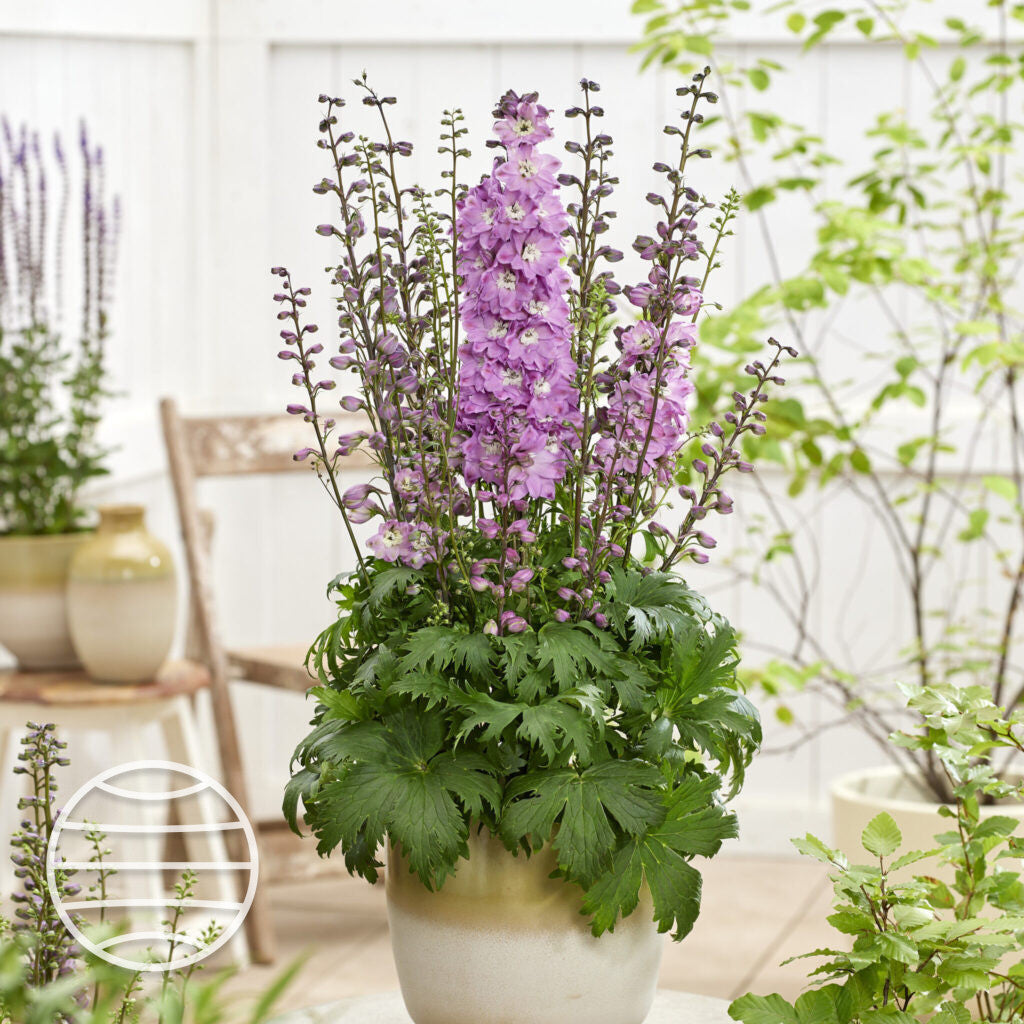 Delphinium grandiflorum 'Pixie Rocket Mix' ~ Pixie Rocket Mix Delphinium
