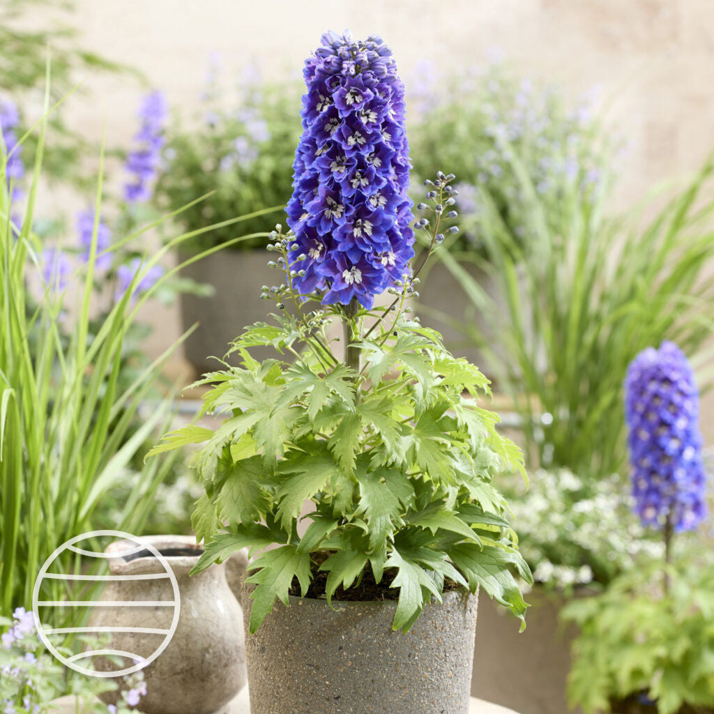 Delphinium grandiflorum 'Pixie Rocket Mix' ~ Pixie Rocket Mix Delphinium