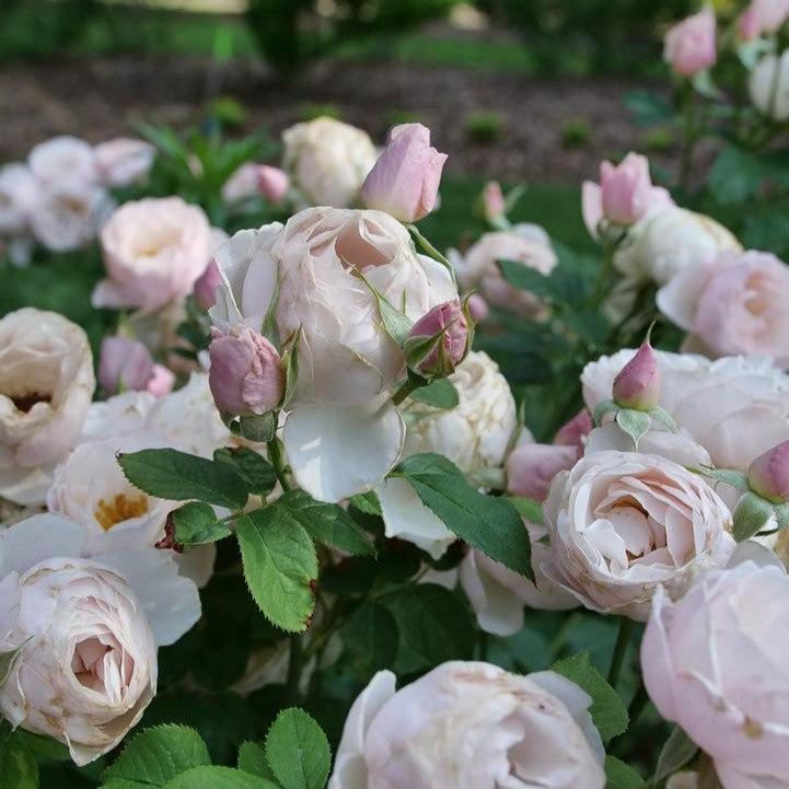 Rosa x 'Bozdib023' ~ PW® Flavorette Pear'd® Rose-ServeScape