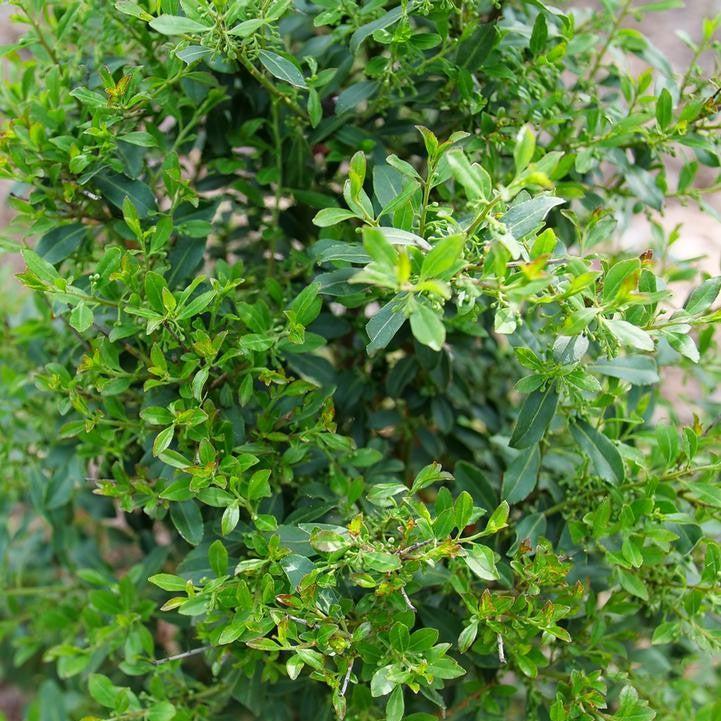Ilex glabra 'SMNIGLA' ~ Squeeze Box® Inkberry Holly-ServeScape