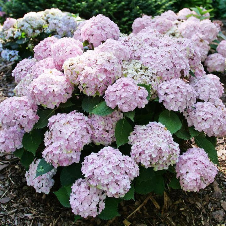 Hydrangea macrophylla 'SMNHMC' ~ Wee Bit Innocent® Hydrangea-ServeScape