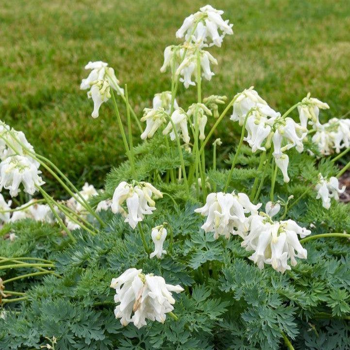 Dicentra 'White Diamonds' ~ White Diamonds Fern-Leaf Bleeding Heart-ServeScape
