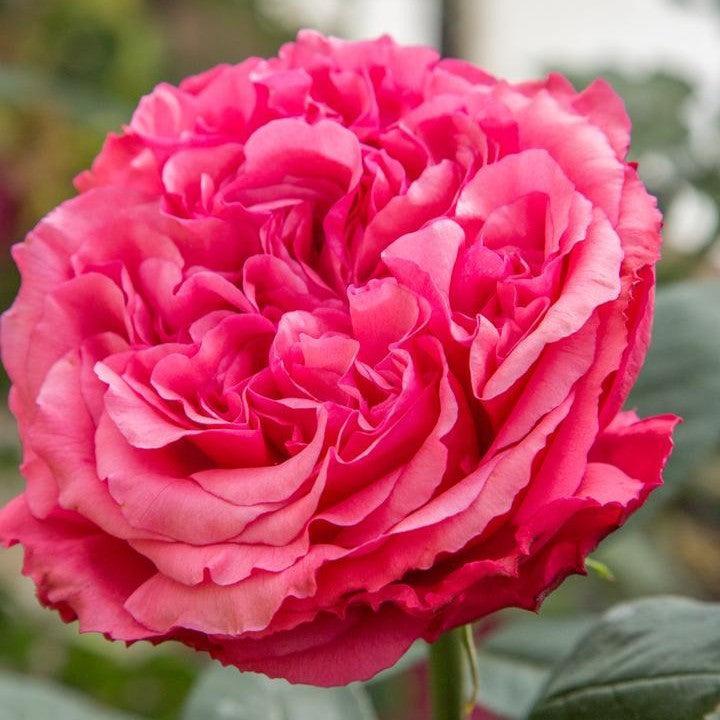 Rosa 'Meicatess' PP 34,789 ~ Loves Me, Loves Me Not™ Rose-ServeScape