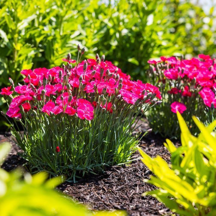 Dianthus gratianopolitanus ‘G19-159‘ ~ Glamour Time™ Dianthus-ServeScape