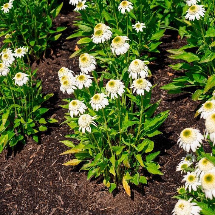 Echinacea purpurea 'Holtvadri831' ~ Vanilla Drip™ Echinacea-ServeScape