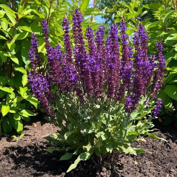Salvia x nemorosa 'Balsalpur154' ~ Perpetual Purple™ Meadow Sage-ServeScape