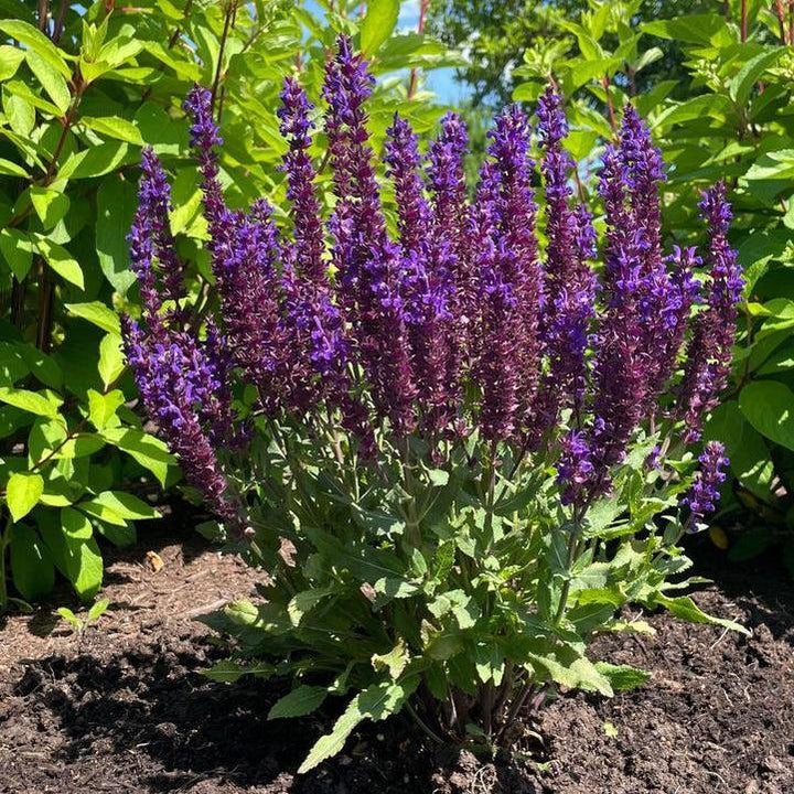 Salvia x nemorosa 'Balsalpur154' ~ Perpetual Purple™ Meadow Sage-ServeScape