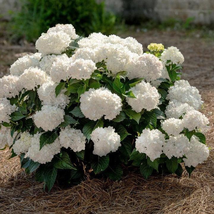 Hydrangea macrophylla 'Bailmaceight' ~ Endless Summer® Dreamcloud® Hydrangea-ServeScape
