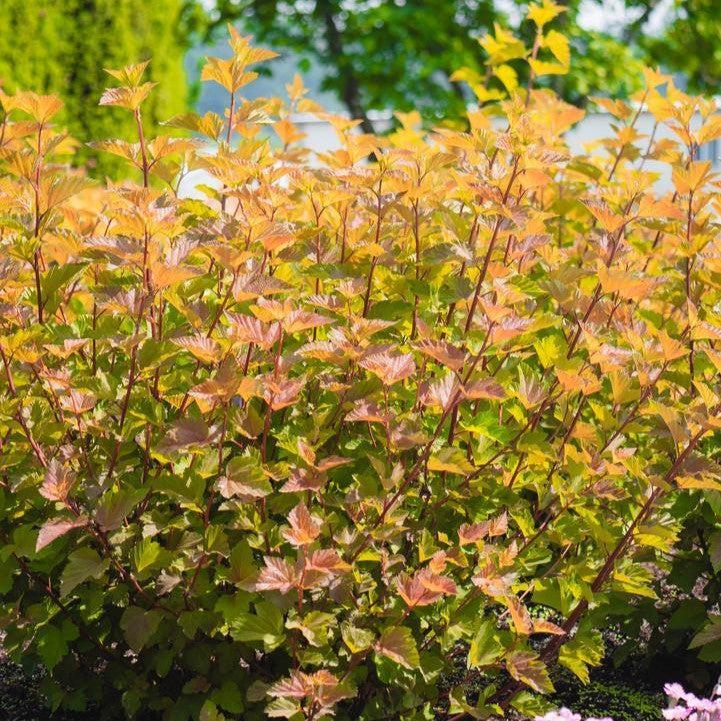 Physocarpus opulifolius 'LP1' ~ Bloomin' Easy® Savannah Sunset™ Ninebark-ServeScape