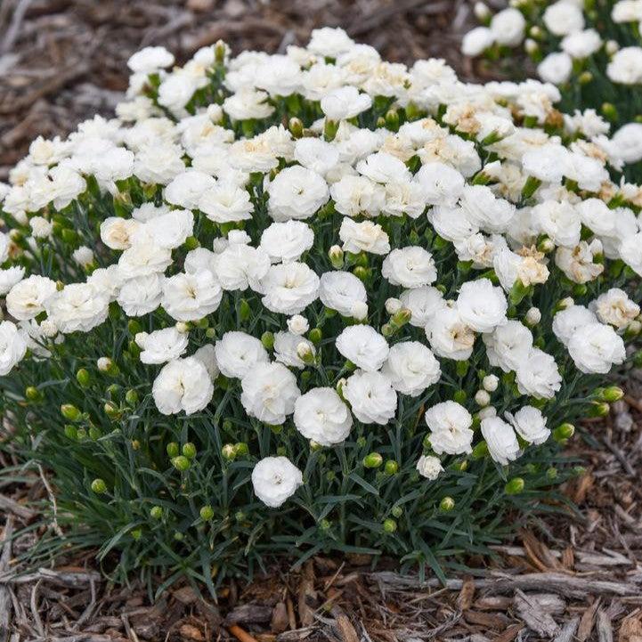 Dianthus 'Whipped Cream' ~ PW® Fruit Punch® Whipped Cream Dianthus-ServeScape