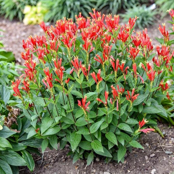 Spigelia marilandica 'Orange Slices' ~ Orange Slices Indian Pink-ServeScape