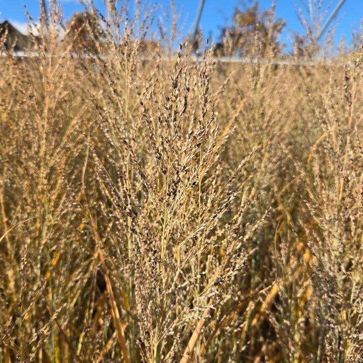 Panicum virgatum 'Smoking Gun' ~ Smoking Gun Switch Grass-ServeScape