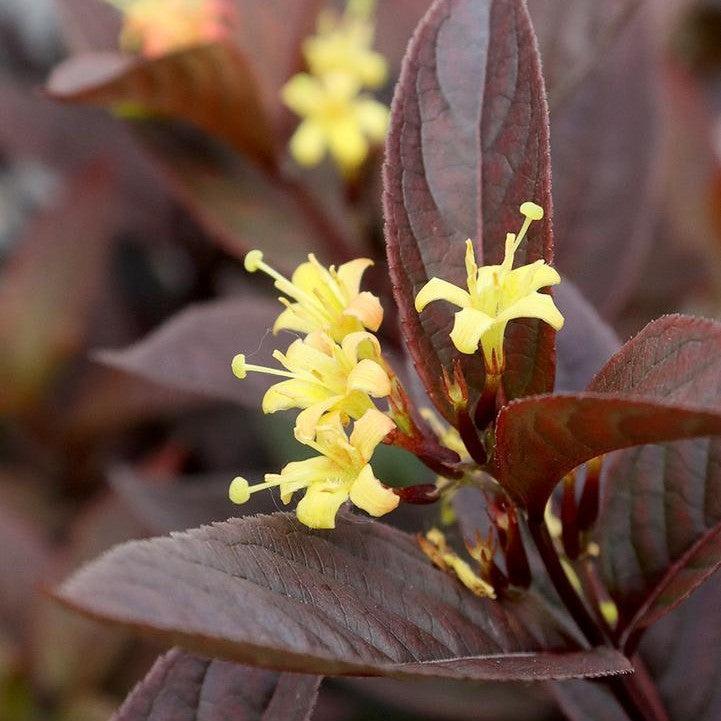 Diervilla rivularis 'SMNDSN' ~ Kodiak® Jet Black Honeysuckle-ServeScape