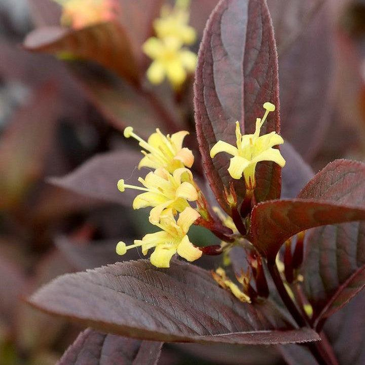 Diervilla rivularis 'SMNDSN' ~ Kodiak® Jet Black Honeysuckle-ServeScape