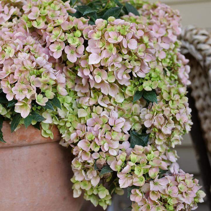 Hydrangea x ‘WNHYDFBPBMH' ~ Fairytrail Fresco® Cascade Hydrangea-ServeScape