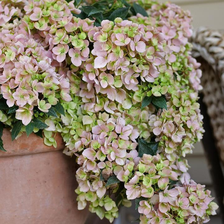 Hydrangea x ‘WNHYDFBPBMH' ~ Fairytrail Fresco® Cascade Hydrangea-ServeScape