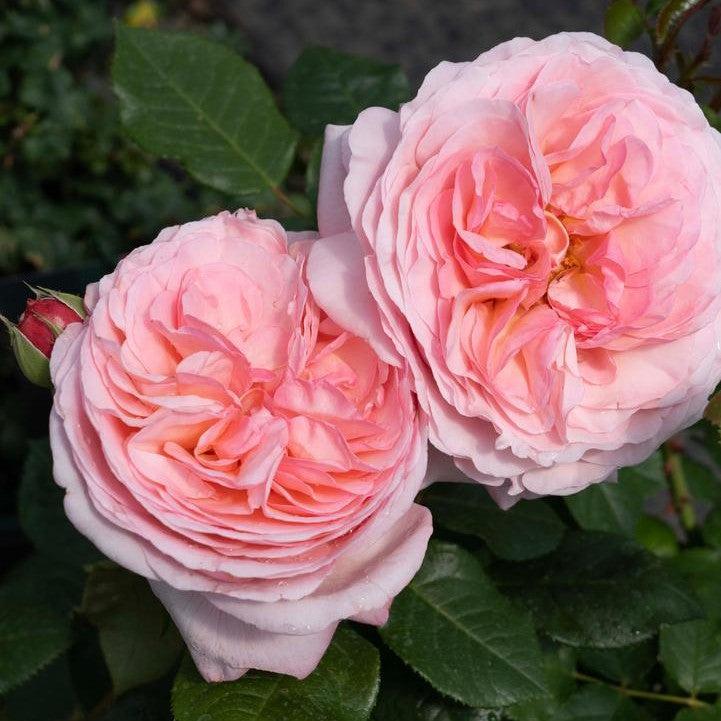 Rosa 'Meiffable' ~ Martha Stewart™ Rose-ServeScape