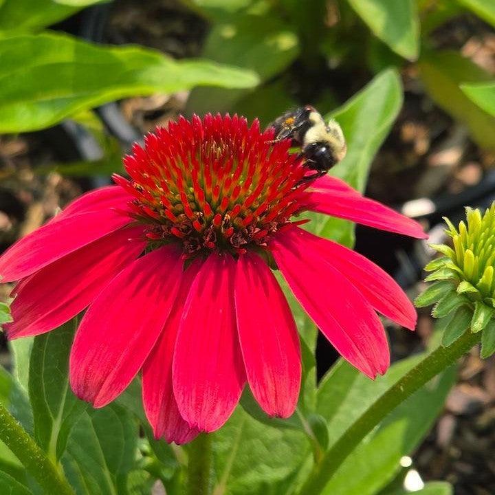 Echinacea purpurea 'SunMagic Vintage Lipstick' ~ SunMagic® Vintage Lipstick Echinacea-ServeScape