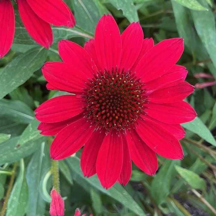 Echinacea purpurea 'SunMagic Vintage Hot Red' ~ SunMagic® Vintage Hot Red Echinacea-ServeScape