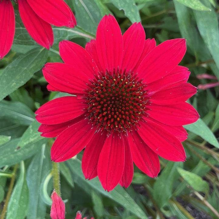 Echinacea purpurea 'SunMagic Vintage Hot Red' ~ SunMagic® Vintage Hot Red Echinacea-ServeScape