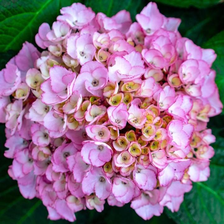 Hydrangea macrophylla 'Soul Mate' ~ Bloomin' Easy® Soul Mate™ Hydrangea-ServeScape