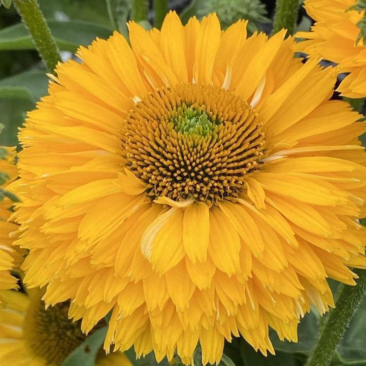 Echinacea 'Golden Sun' ~ Monrovia® SunSeekers® Golden Sun Coneflower-ServeScape
