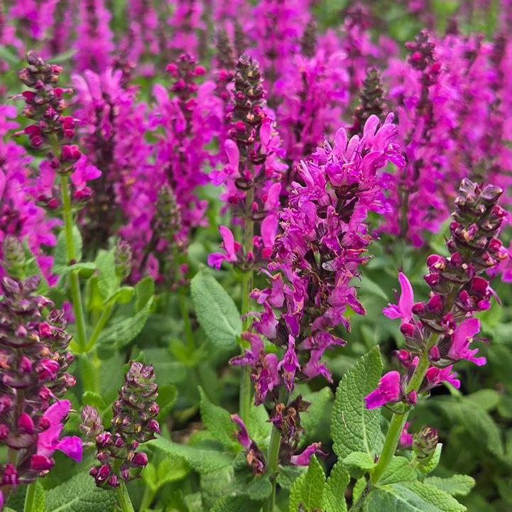 Salvia nemorosa 'Noble Princess' ~ Monrovia® Noble Princess Meadow Sage-ServeScape