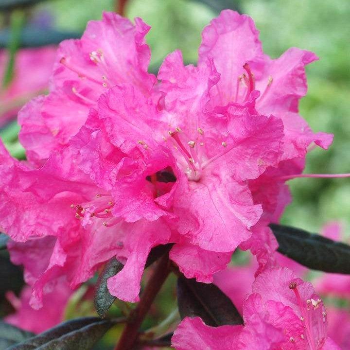 Rhododendron 'P.J.M Landmark' ~ P.J.M Landmark Rhododendron-ServeScape