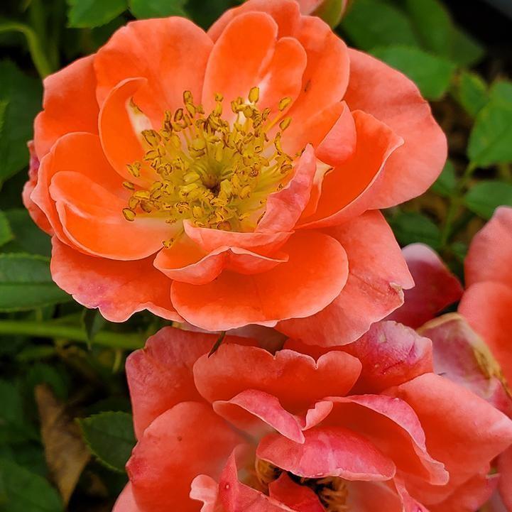 Rosa x 'ChewperAdventure' ~ Oso Easy® Mango Salsa Rose-ServeScape
