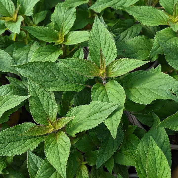 Salvia elegans ~ Pineapple Sage-ServeScape