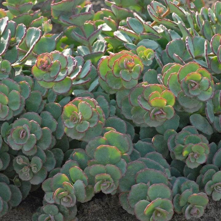 Sedum sieboldii ~ October Daphne Stonecrop-ServeScape