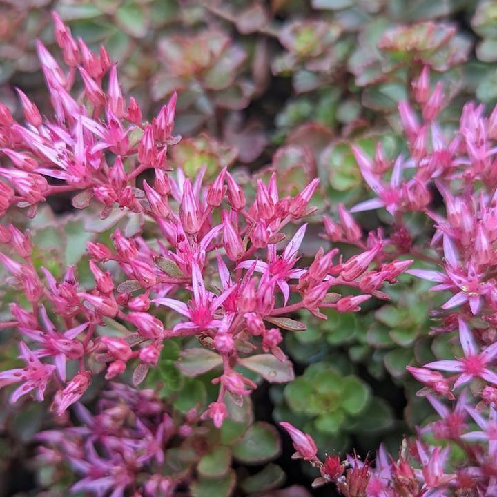 Sedum spurium 'Fuldaglut' ~ Fuldaglut Stonecrop-ServeScape