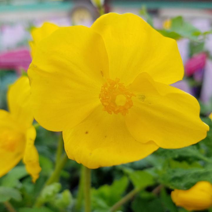 Stylophorum diphyllum ~ Celandine Poppy-ServeScape