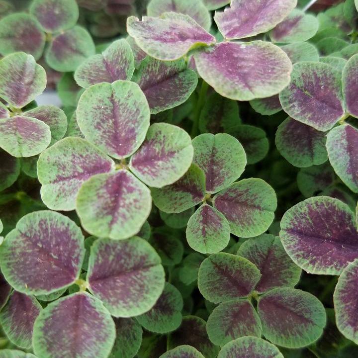 Trifolium repens 'Pentaphyllum ~ Five-leaf Clover-ServeScape