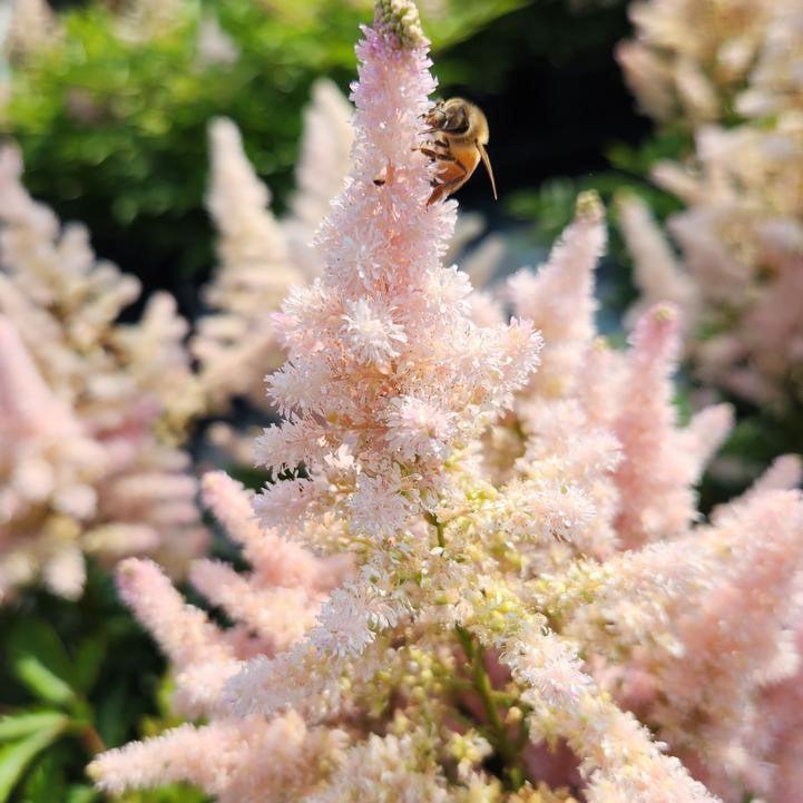 Astilbe 'Verssilvery Pink' ~ Younique™ Silvery Pink Astilbe-ServeScape
