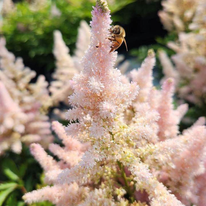 Astilbe 'Verssilvery Pink' ~ Younique™ Silvery Pink Astilbe-ServeScape