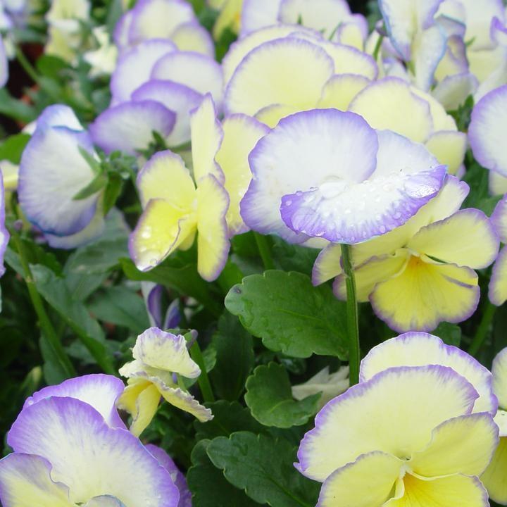 Viola 'Etian' ~ Etian Viola-ServeScape
