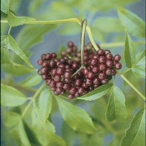 Sambucus canadensis 'Adams' ~ Adams Elderberry-ServeScape