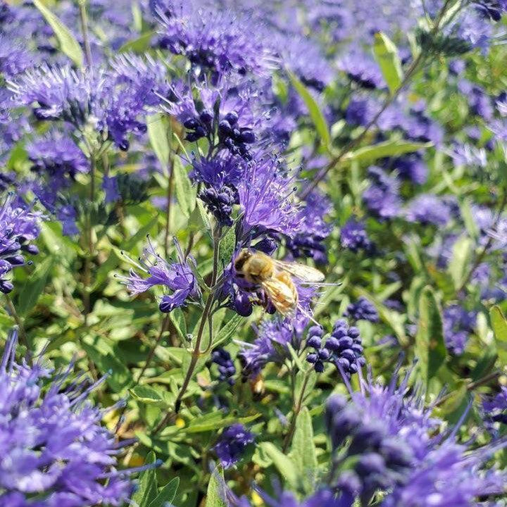 Caryopteris x clandonensis 'Blauer Splatz' ~ Sapphire Surf™ Bluebeard-ServeScape