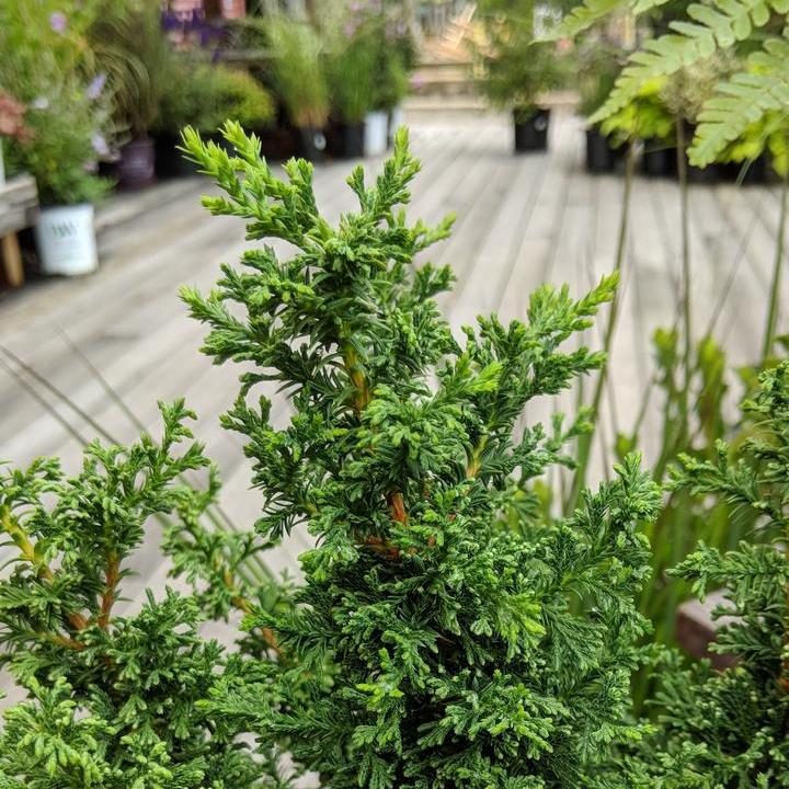Chamaecyparis Thyoides 'Top Point' ~ Top Point Dwarf White Cedar-ServeScape